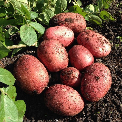 Rooster Potato Seed